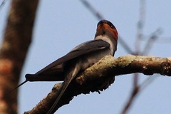 Hemiprocne coronata