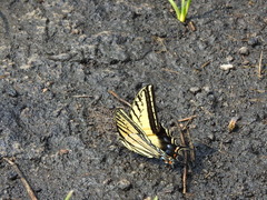 Papilio multicaudata