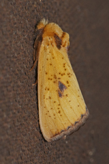 Antheua servula