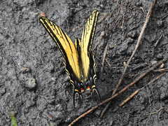 Papilio multicaudata