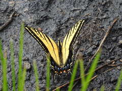 Papilio multicaudata