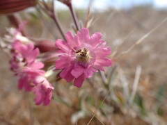 Silene scouleri scouleri