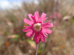 Silene scouleri scouleri
