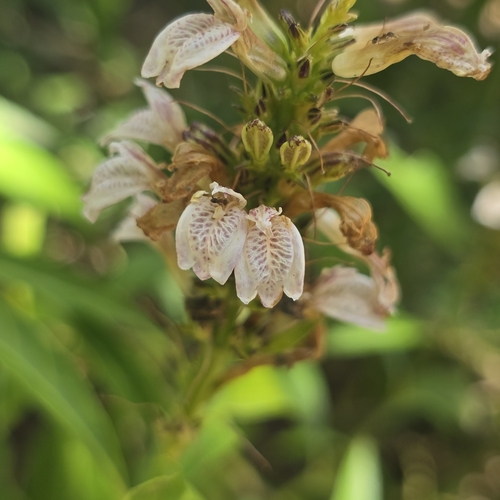 Image of Justicia gendarussa by (c) 黃其君, some rights reserved (CC BY)