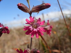Silene scouleri scouleri