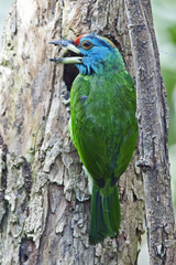 Psilopogon asiaticus