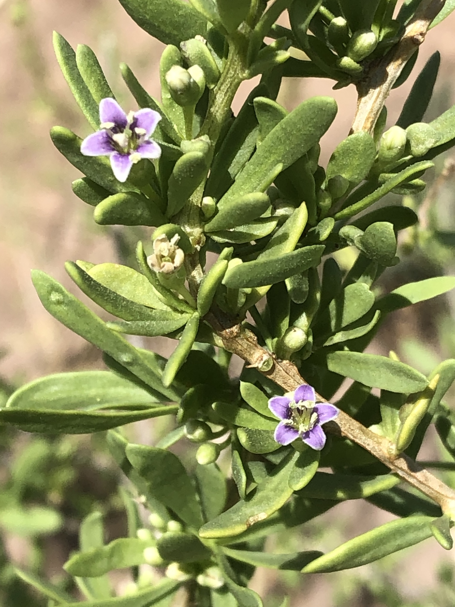 Lycium torreyi