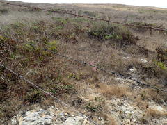 Silene scouleri scouleri