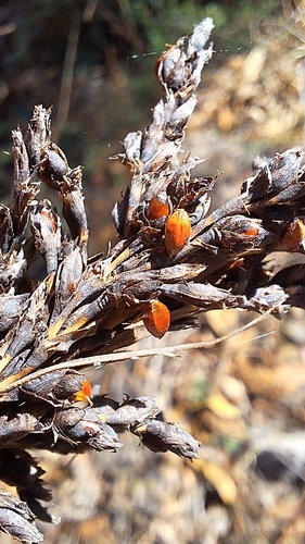 Image of Gahnia sieberiana by no rights reserved