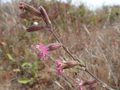 Silene scouleri scouleri