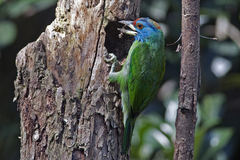 Psilopogon asiaticus