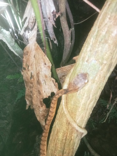 Pareas kuznetsovorum