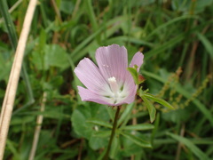 Sidalcea calycosa rhizomata