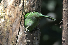 Psilopogon asiaticus