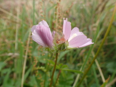 Sidalcea calycosa rhizomata