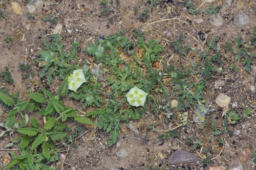 Image of Chamaesaracha sordida by (c) Michelle W. （鍾偉瑋）, some rights reserved (CC BY)
