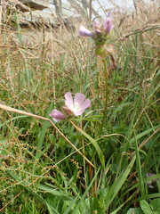Sidalcea calycosa rhizomata