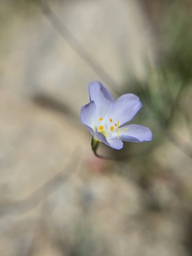 Image of Leptosiphon liniflorus by (c) Cristhian Mace, some rights reserved (CC BY)