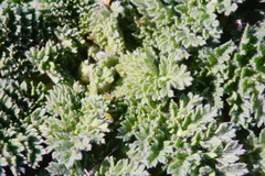 Daucus pusillus