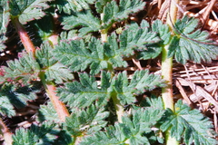 Daucus pusillus