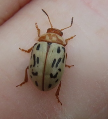 Zygogramma conjuncta pallida