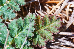 Daucus pusillus