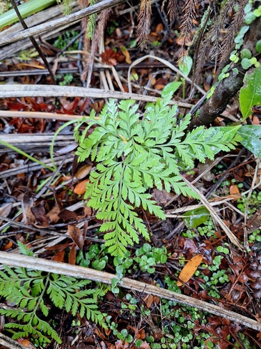Davallia tasmanii