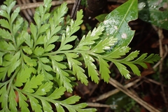 Davallia tasmanii, photograph Oscar Dove, CC BY, iNaturalist via GBIF