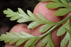 Davallia tasmanii, photograph Oscar Dove, CC BY, iNaturalist via GBIF
