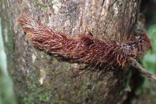 Davallia tasmanii, photograph 4