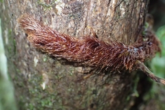 Davallia tasmanii, photograph Oscar Dove, CC BY, iNaturalist via GBIF