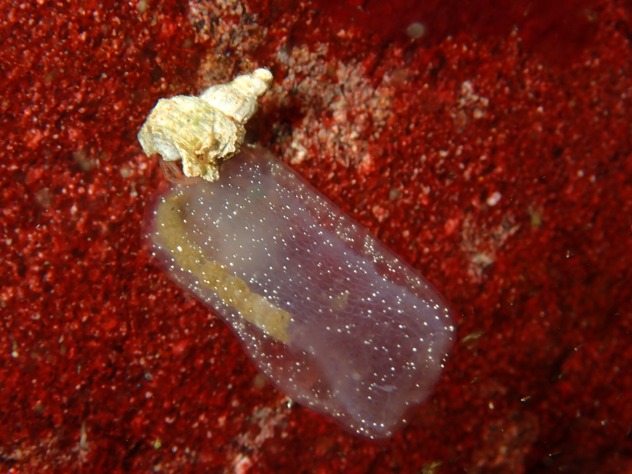 Corella willmeriana Herdman, 1898