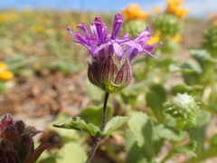 Monardella sinuata nigrescens