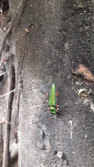 Callichroma holochlorum