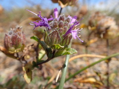 Monardella sinuata nigrescens