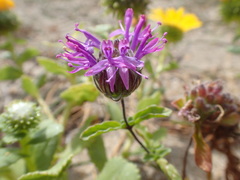 Monardella sinuata nigrescens