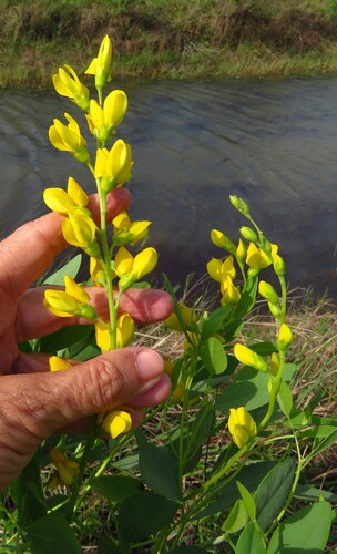 Image of Baptisia sphaerocarpa by (c) Annika Lindqvist, some rights reserved (CC BY)