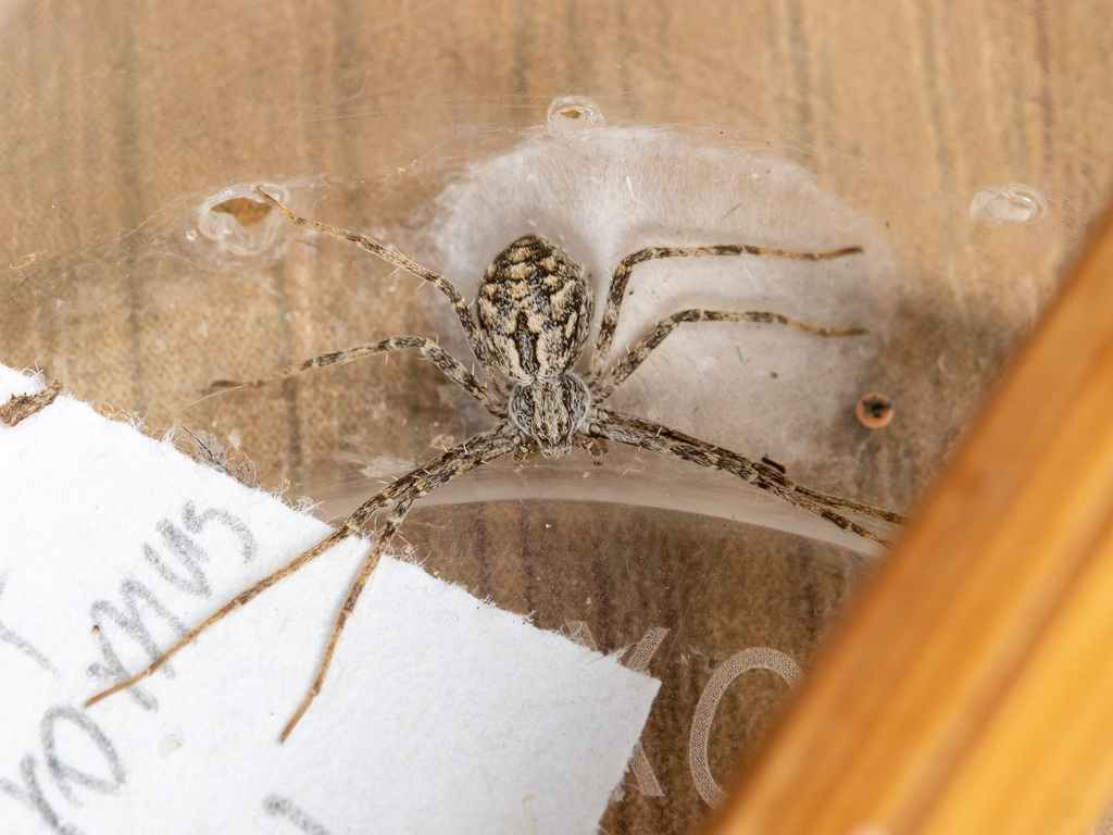 Rhysodromus timidus