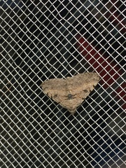 Digrammia gnophosaria