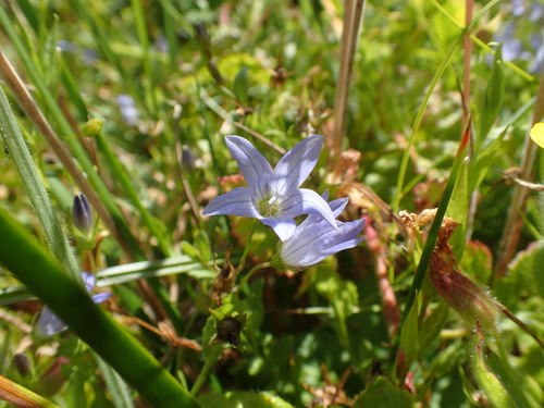 Image of Eastwoodiella californica by no rights reserved