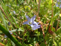 Campanula californica