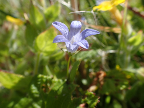 Image of Eastwoodiella californica by no rights reserved