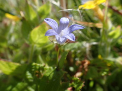 Campanula californica