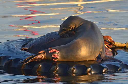 California Sea Lion photographed in California