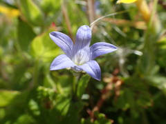 Campanula californica