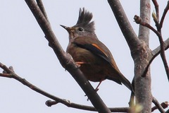 Yuhina gularis