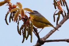 Phylloscopus xanthoschistos