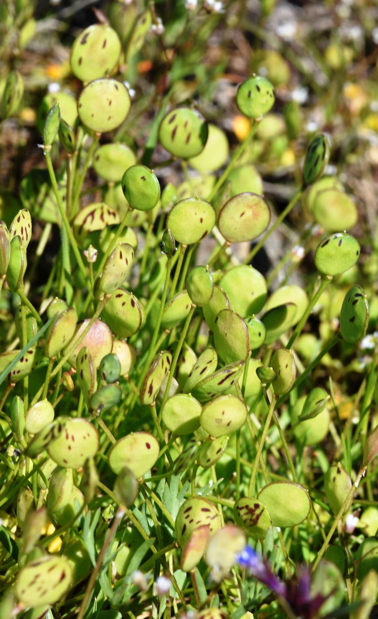 Idahoa scapigera