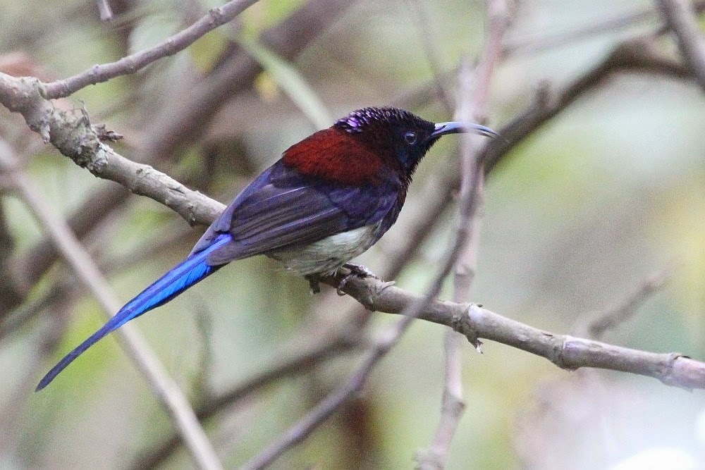Red Sunbirds and Allies