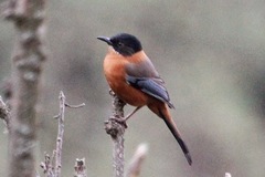Heterophasia capistrata